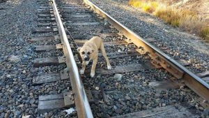 Illustration : Attaché sur la voie ferrée, ce chiot a été secouru par un passant