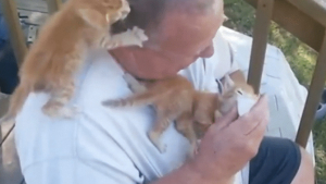 Illustration : Un homme nourrit les chatons au biberon et se fait griffer à plusieurs reprises