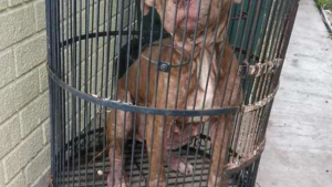 Illustration : Une chienne est trouvée devant un refuge dans une cage à oiseaux