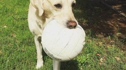 Illustration : Un chien ne quitte plus son nouvel ami d’une semelle : un ballon de volley