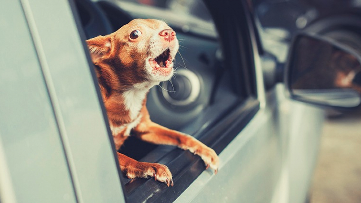 Mon chien aboie en voiture : causes et solutions