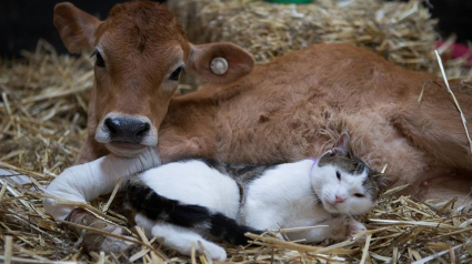 Illustration : Après avoir été sauvé, un chaton se transforme en infirmier de luxe pour les animaux du refuge