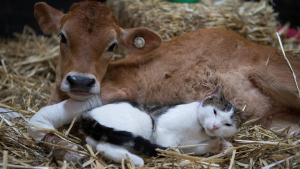 Illustration : "Après avoir été sauvé, un chaton se transforme en infirmier de luxe pour les animaux du refuge"