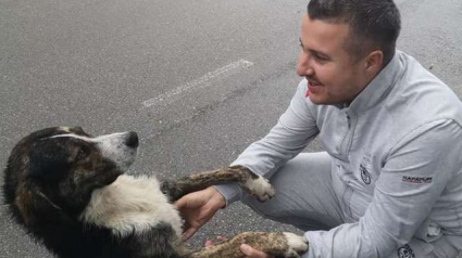 Illustration : Un chien à la rescousse d’un cycliste tombé et blessé !