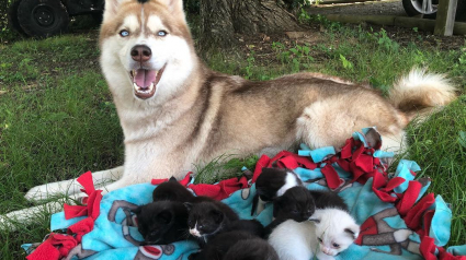 Illustration : Un chien sauve la vie de 7 chatons, abandonnés dans un carton dans les bois