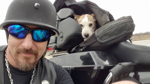 Illustration : Un homme sauve un chien battu par son ex-propriétaire sur une autoroute !