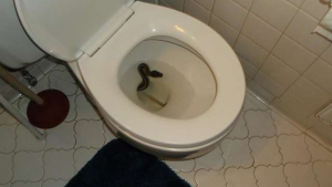 Illustration : "Un homme découvre un serpent au fond de ses toilettes"