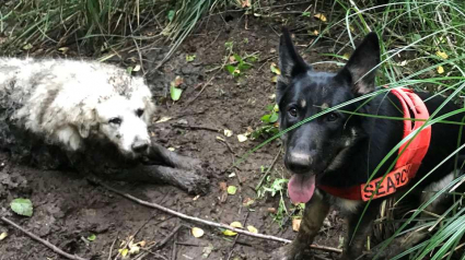 Illustration : Un chien sauve la vie d’un congénère coincé dans la boue dans les bois