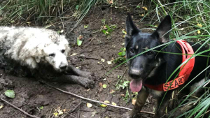 Illustration : Un chien sauve la vie d’un congénère coincé dans la boue dans les bois