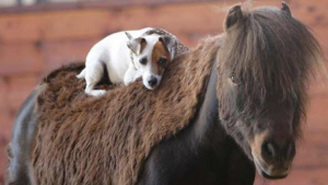 Illustration : "Un chien qui rêvait depuis toujours de grimper sur le dos d’un cheval l’a fait et s’est lié d’amitié avec son compagnon"