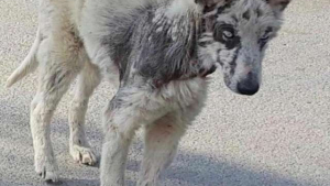 Illustration : À la limite de perdre la vie, cette chienne Husky va être sauvée in extremis