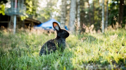 Illustration : La santé du lapin est une affaire de tous : lasantedemonlapin.fr est la solution