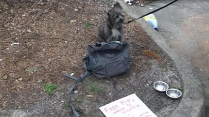 Illustration : Un chien est laissé devant un magasin par son propriétaire, placé en détention