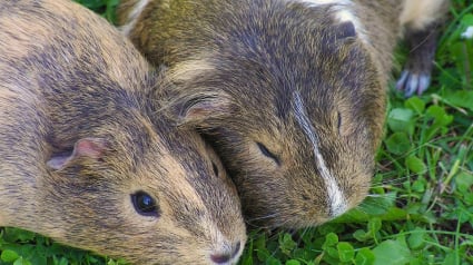 Illustration : Deux cochons d’Inde sauvés après avoir été trouvés dans un carton à proximité d’une benne à ordures