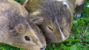 Illustration : "Deux cochons d’Inde sauvés après avoir été trouvés dans un carton à proximité d’une benne à ordures"