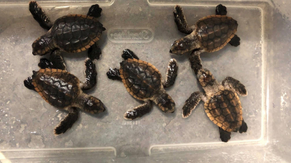 Illustration : Six tortues d’une espèce menacée ont été retrouvées dans une poubelle d’un hôtel