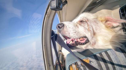 Illustration : Un chien sauvé grâce à un vol en avion ne cache pas sa joie d’être dans les airs