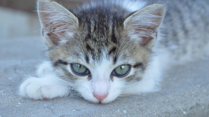 Illustration : Quiberon : un refuge pour chats a été saccagé, un appel à la solidarité a été lancé pour le réhabiliter