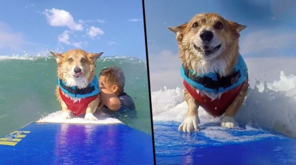 Illustration : Attaqué et grièvement blessé, un Corgi pratique le surf comme thérapie (vidéo)