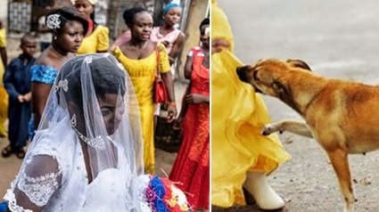 Illustration : Nigéria : un chien donne sa vie pour arrêter un kamikaze prêt à se faire exploser en plein mariage