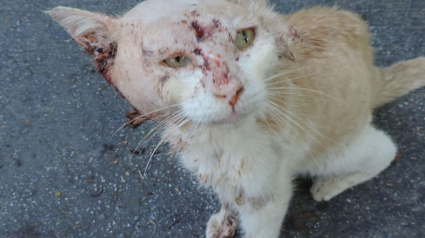 Illustration : Une femme sauve un chat mal en point de la rue et celui-ci va se battre pour survivre