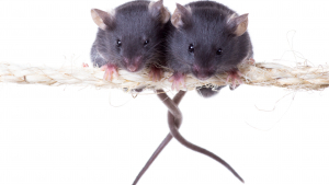 Illustration : "La reproduction chez la souris"