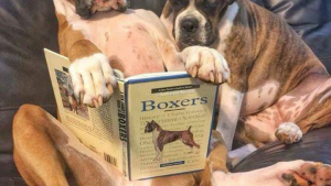 Illustration : "28 bonnes raisons d’adopter un Boxer"