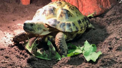 Illustration : Une petite tortue disparaît, sa propriétaire la retrouve un mois plus tard