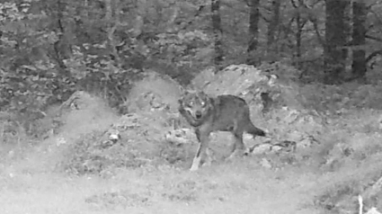 Illustration : Un hybride mi-loup, mi-chien dans les Pyrénées-Atlantiques, le préfet autorise les tirs de défense