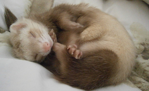 Le furet : description, lieu de vie, alimentation, reproduction des furets