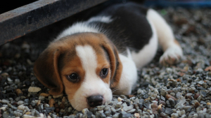 Illustration : "Vers la fin de la vente des chiots et chatons en animalerie ?"