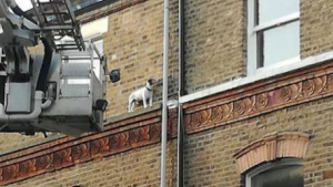 Illustration : "Une petit chien déambule sur la corniche d’un immeuble et se retrouve coincé !"