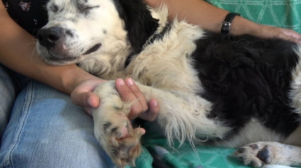 Illustration : Une chienne sauvée d’un chenil en Roumanie, s’endort sur les genoux de son sauveteur