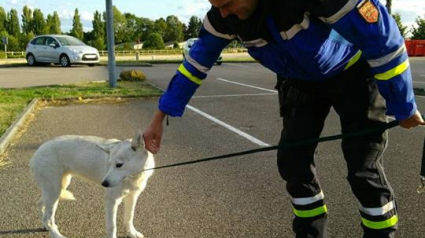 Illustration : En plein contrôle routier, des gendarmes sauvent la vie d’un chien