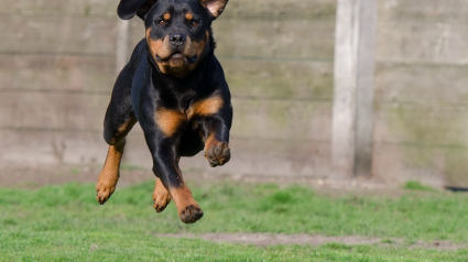 Illustration : Attaqué par un chien, un gendarme se défend en lui tirant dessus