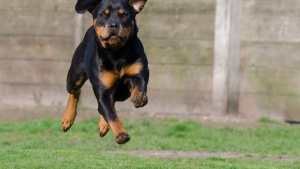 Illustration : "Attaqué par un chien, un gendarme se défend en lui tirant dessus"