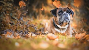 Illustration : "Elle écope de 300 € pour avoir involontairement traîné son chien en voiture sur 25 km"