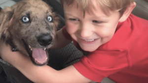 Illustration : (Vidéo) Un enfant surpris par la présence d’un chiot en ouvrant la porte de la voiture de son père