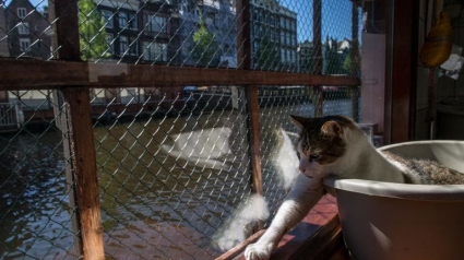 Illustration : Un refuge pour chats très spécial à Amsterdam sur une péniche !