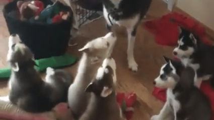 Illustration : (Vidéo) Instant mignon : une maman Husky apprend à ses petits à hurler