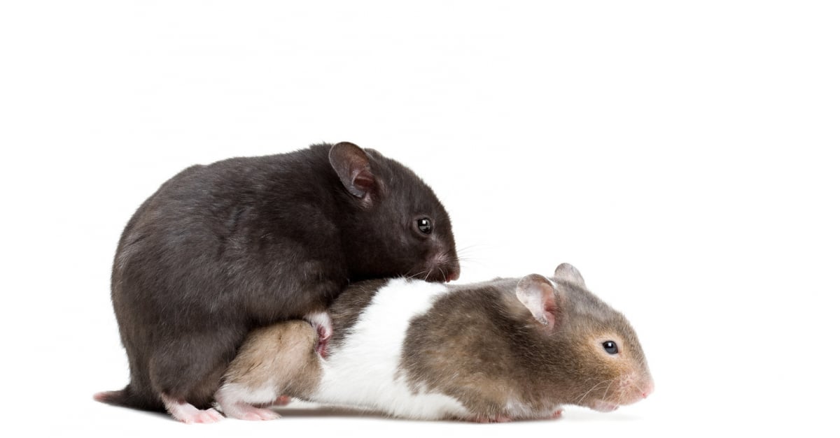 Comment piéger un rat à coup sûr ? 3 règles pour réussir