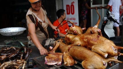 Illustration : Au Vietnam, les autorités demandent à la population d’arrêter la consommation de la viande de chien