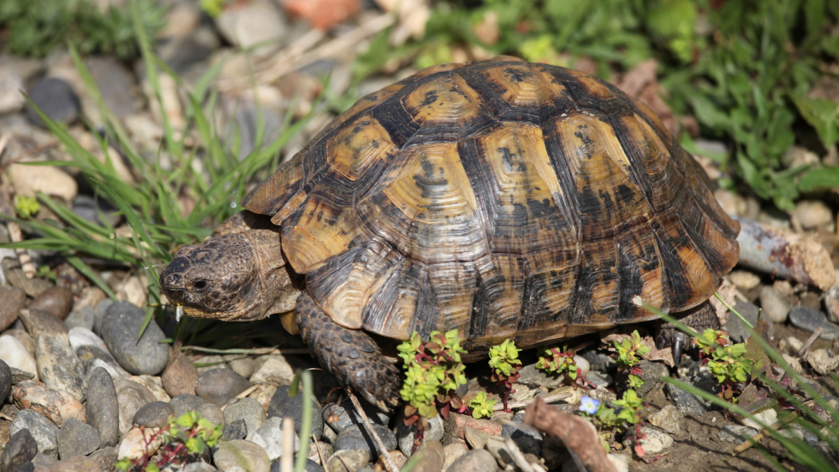Quelle alimentation pour une tortue de terre ? - Envies Animales