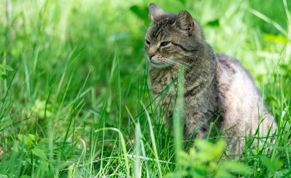 Chat Mange De L'herbe Chat Mange De L'herbe Verte Chat Domestique  Grignotant Des Germes De Blé Cultivés En Pot Traitement Naturel Des Boules  De Poils Chaton En Gros Plan Grignotant De L'avoine