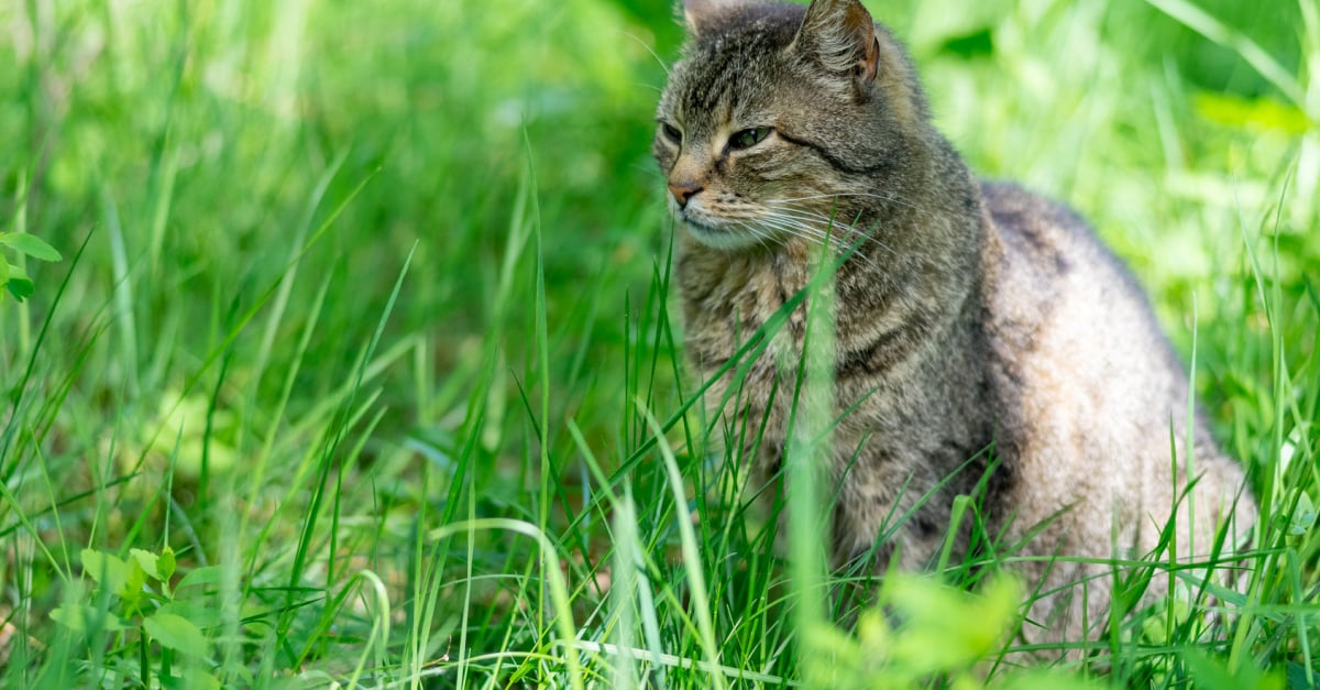 4 conseils pour faire pousser de l'herbe à chat