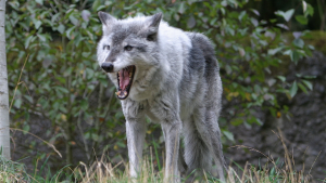 Illustration : "Des bébés loups aperçus dans l’Oregon annoncent un retour de l’espèce"