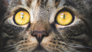 Illustration : Les maladies des yeux du chat