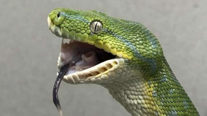 Illustration : Un python vert se fracture la mâchoire en avalant sa nourriture