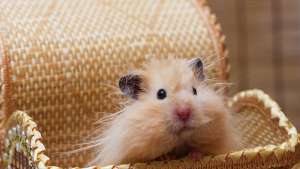 Illustration : Combien coûte un hamster et où l’acheter ?