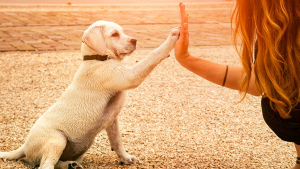 Eduquer son chien avec un sifflet ultrason : quel intérêt et comment faire ?